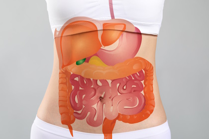 Роль желудка и кишечника в пищеварительной системе